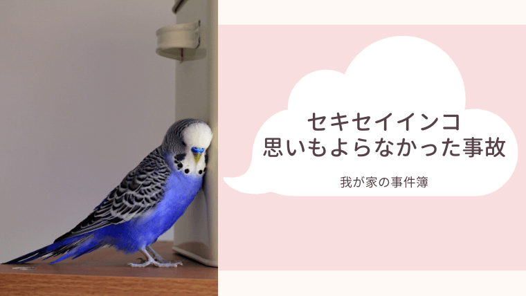 インコの思いもよらなかった事故 トミエルの宝箱