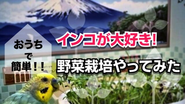 セキセイインコが好きな野菜は おウチで簡単 野菜栽培のススメ トミエルの宝箱