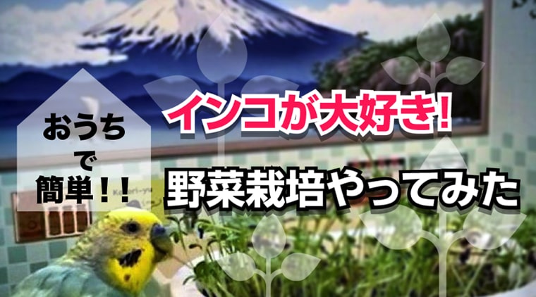 セキセイインコが好きな野菜は おウチで簡単 野菜栽培のススメ トミエルの宝箱